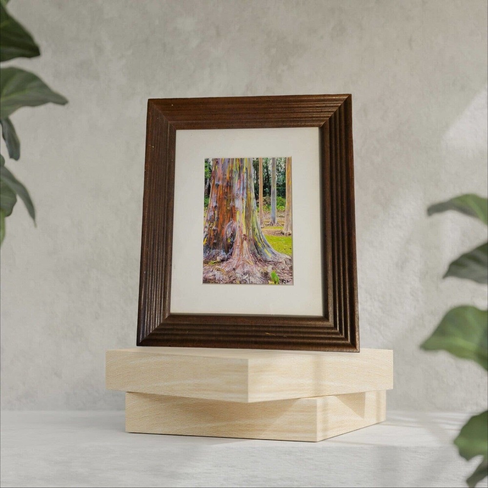 Vintage Framed On Canvas Rainbow Eucalyptus Tree Photograph Signed By Ar…